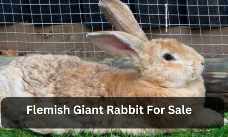 Flemish Giant Rabbit For Sale - Everything You Need to Know!