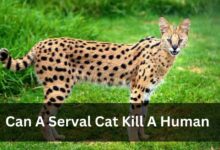 Can A Serval Cat Kill A Human