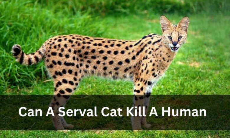 Can A Serval Cat Kill A Human