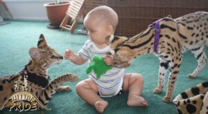 Can a Serval Cat Be a Pet: