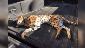 Can a Serval Kill a Dog: